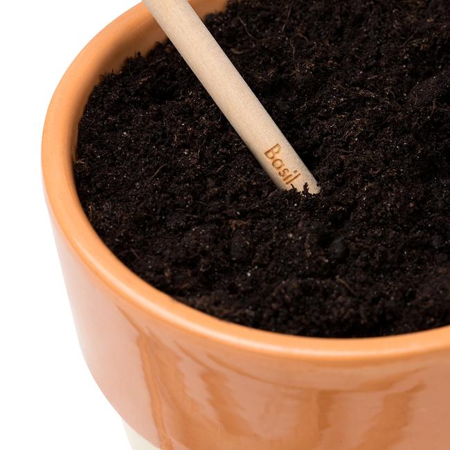 Matite con semi da piantare: come funzionano e come utilizzarle